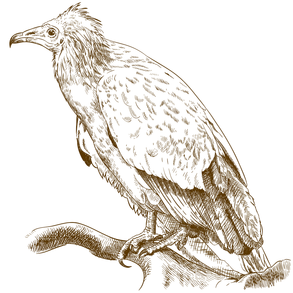 Sie sehen ein Bild mit einem Geier - Vektor antike Gravur Zeichnung Illustration des Schmutzgeiers (Neophron percnopterus) auf weißem Hintergrund. - Foto: © Andrii-Oliinyk - Stock illustration ID:960999836