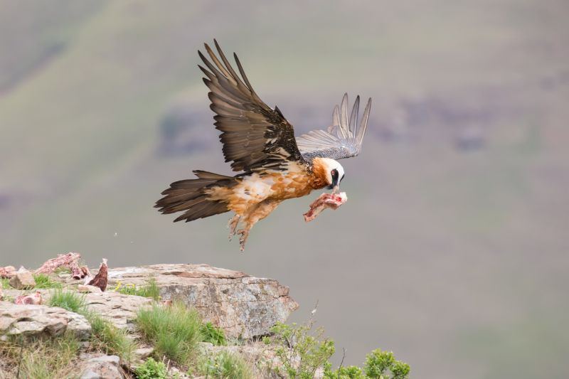 Sie sehen ein Bild mit einer Bartgeier - Erwachsener Bartgeier hebt von einem Berg ab, nachdem er Nahrung gefunden hat - Foto: © AOosthuizen - Stock photo ID:893655926
