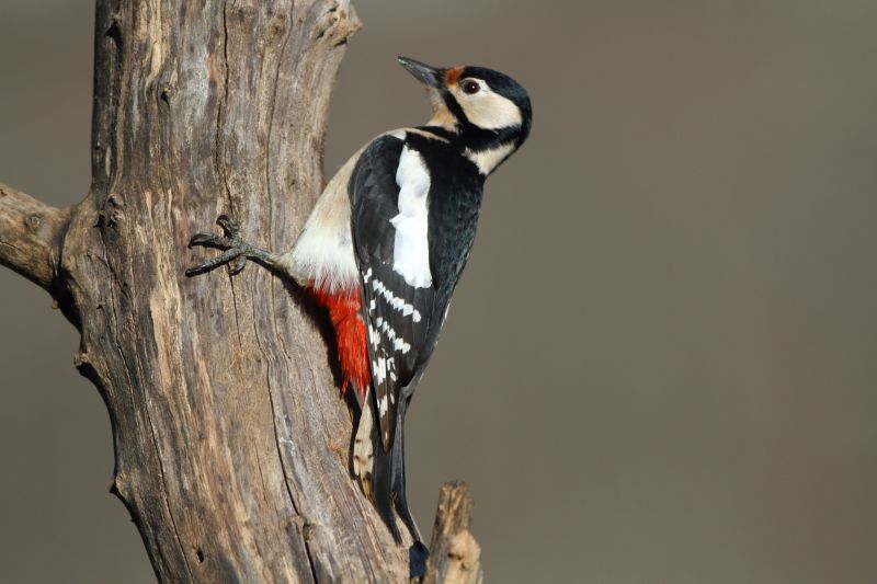 Sie sehen ein Bild mit einem Buntspecht - Foto: © Bernhard Huber