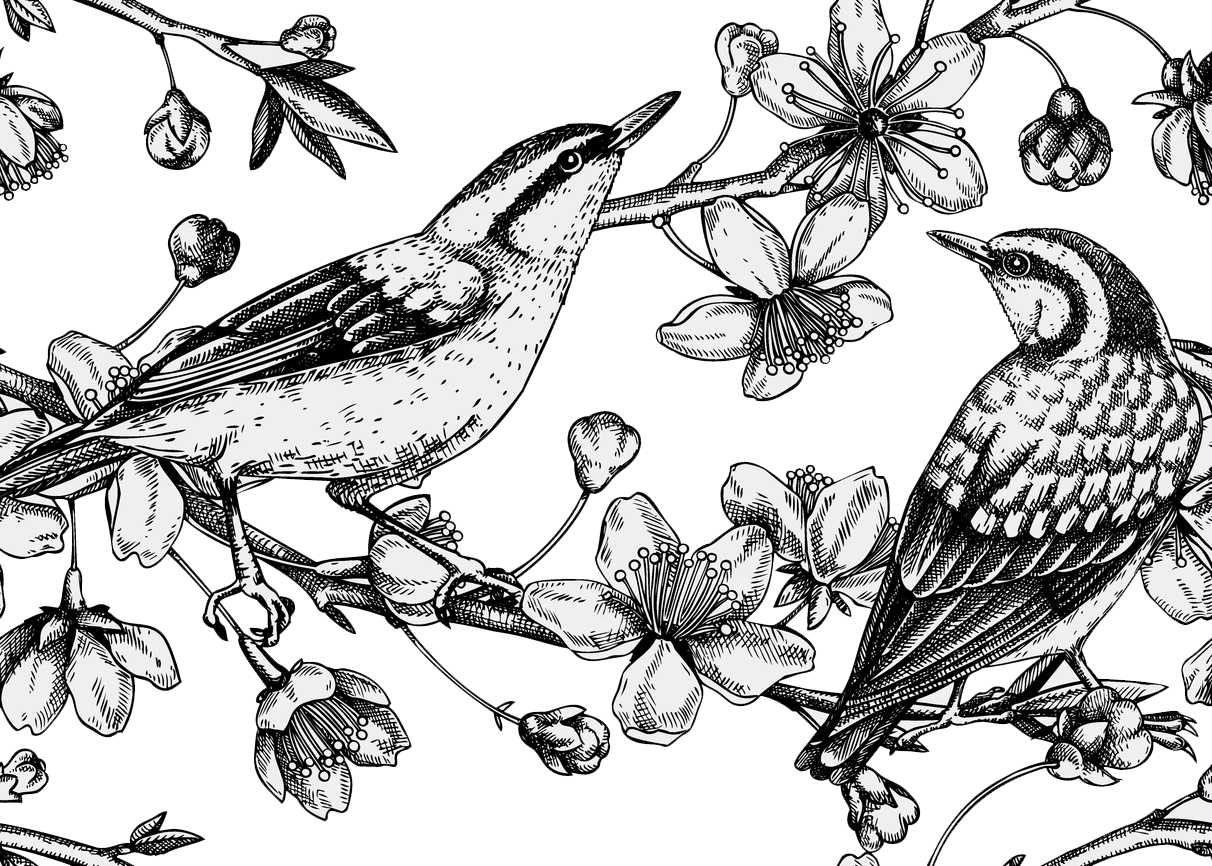 Sie sehen ein Bild mit einem Kleiber - Vögel auf Kirschblüten skizzieren den Hintergrund im gravierten Stil. Nahtloses Frühlingsmuster mit konturierten Vögeln und Sakura-Zeichnung isoliert auf Weiß. Botanische Vektorillustration blühender Zweige.. - Foto: © Ievgeniia Lytvynovych -  Stock illustration ID:1469964943