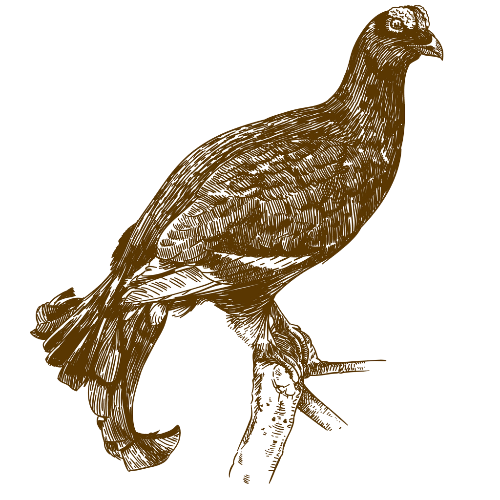 Sie sehen ein Bild mit einem Adler - Vektor antike Gravur Zeichnung Illustration von Birkhuhn isoliert auf weißem Hintergrund. - Foto: © Andrii-Oliinyk - Stock illustration ID:910175036