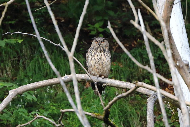 Sie sehen ein Bild von einem Uhu - Foto: © Bernhard Huber