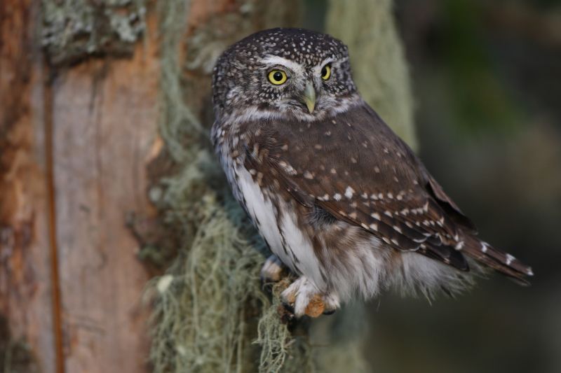 Sie sehen ein Bild mit einem Sperlingskauz - Foto: © Bernhard Huber
