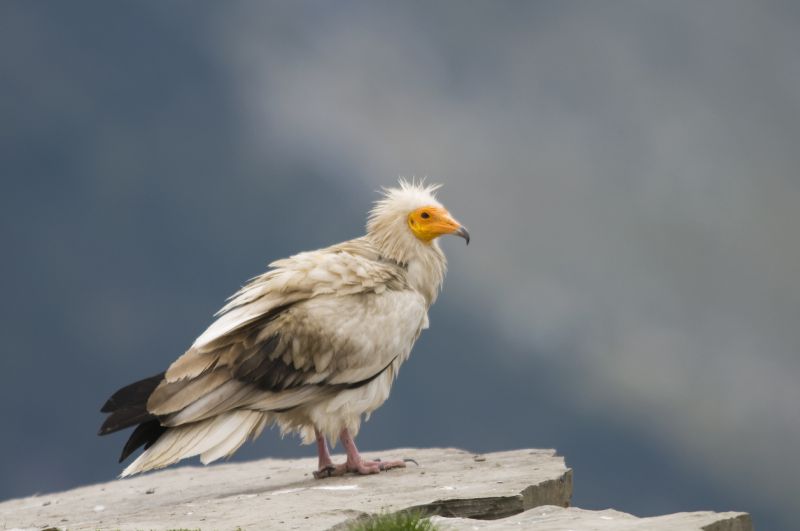 Sie sehen ein Bild von einem Schmutzgeier - Schmutzgeier (Neophron percnopterus) - Foto: © Daniel Jara - Stock photo ID:1344731794