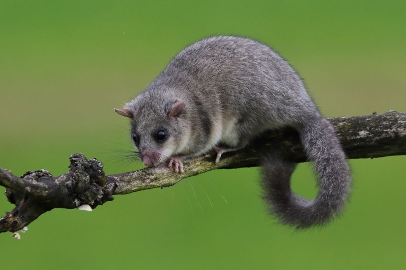 Sie sehen ein Bild von einem Siebenschläfer - Foto: © Bernhard Huber