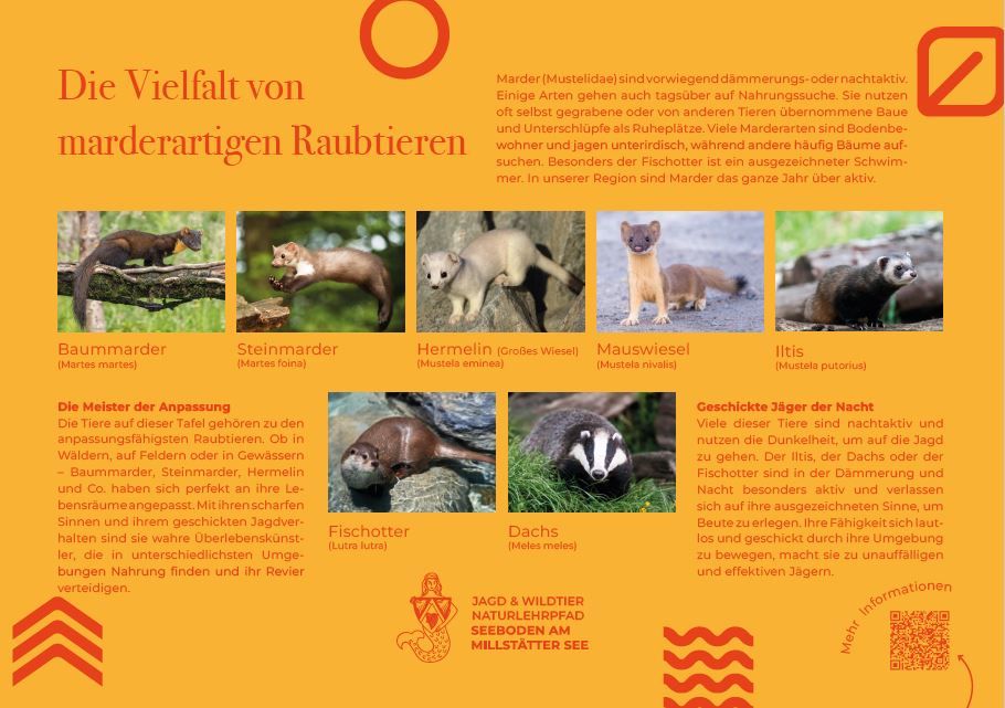 Sie sehen die Tafel mit allen Informationen zu marderartigen Raubtieren. Der QR- Code führt vom Lehrpfad auf diese Seite um alle Informationen zu erhalten.