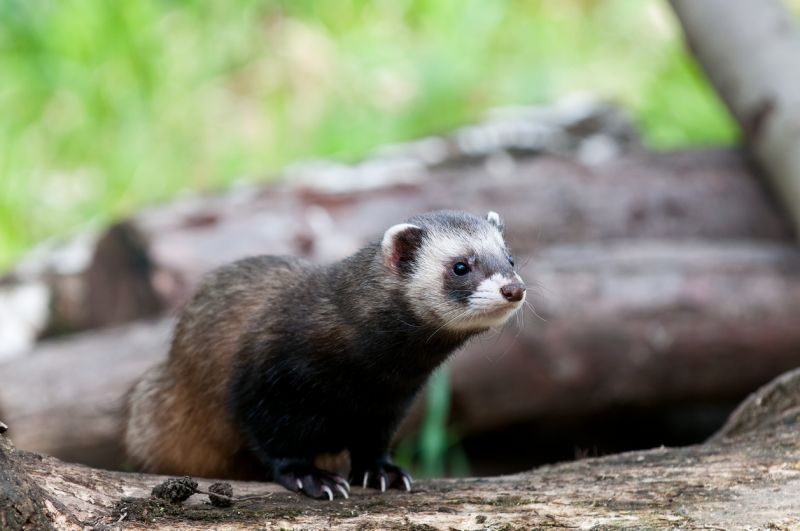 Sie sehen ein Bild mit einem Iltis - Iltis beobachten - Foto: © MauriceVolmeyer - Stock photo ID:153157270