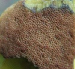 Ein Ausschnitt von einem Pilz - dieser sieht schwammig aus - die Hutunterseite hat viele kleinen Röhren nebeneinander.