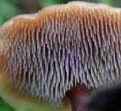 Die Unterseite von diesem Pilz hat viele kleine ausbuchtungen die nach außen stehen, diese wirken Stachelförmig.