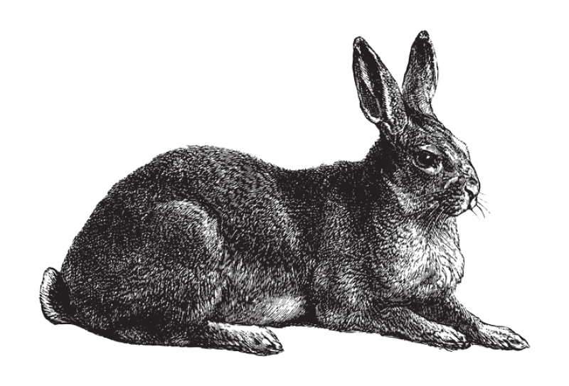 Sie sehen ein Bild mit einem Hasen - Vintage gravierte Illustration isoliert auf weißem Hintergrund - Kaninchen, Stock illustration ID:1366009805 - Credit:Hein Nouwens