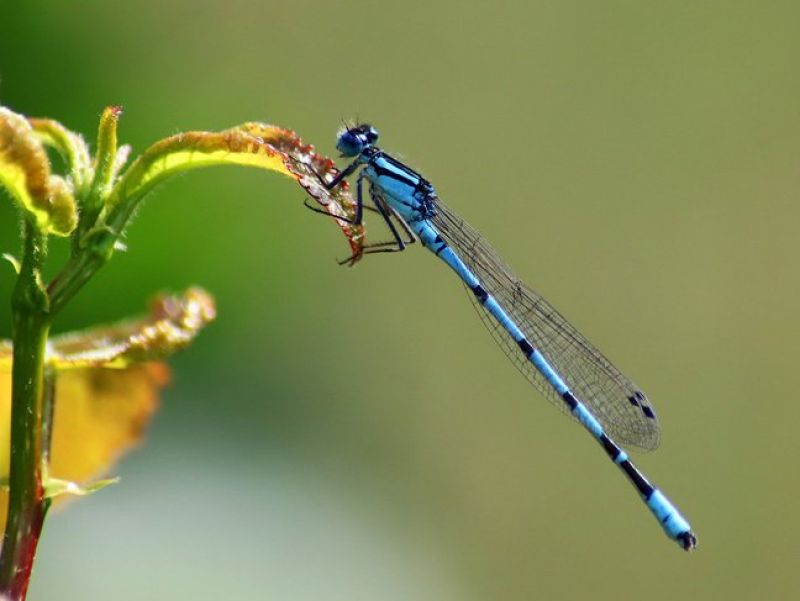 Auf einer gelebn Blüte sitzt ein langes blaues Insekt mit insgesamt 6 langen Flügeln. Diese trägt den Namen Azurjungfer.