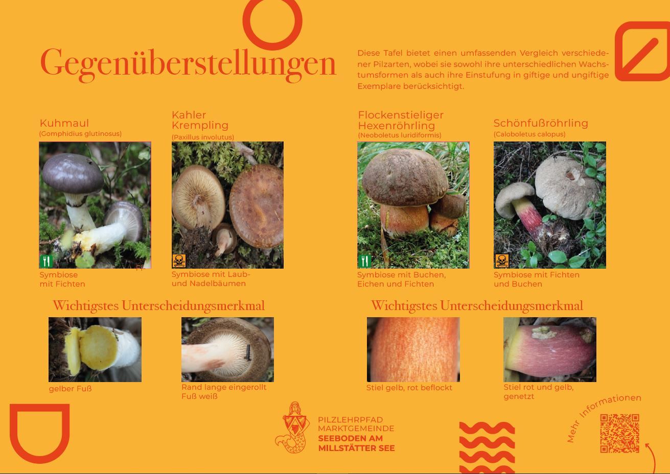 Sie sehen die Tafel mit allen Informationen zu Kuhmaul - Kahler Krempling fl. Hexenröhrling - Schönfußröhrling