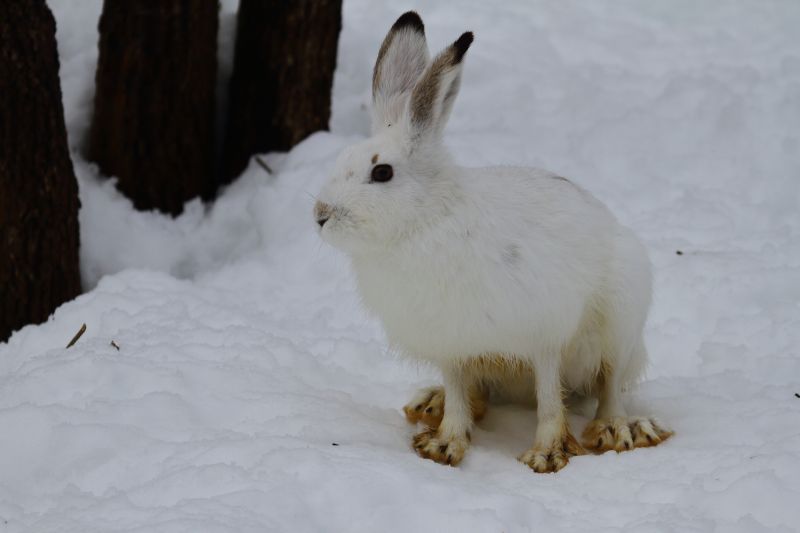 Sie sehen ein Bild von einem Schneehasen Foto: © Bernhard Huber