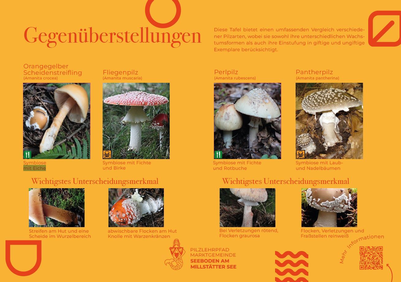 Sie sehen die Tafel mit allen Informationen zur Gegenüberstellung Orangegelber Scheidenstreifling- Fliegenpilz Pantherpilz - Perlpilz