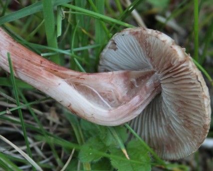 Der ziegelrote Rißpilz hingegen ist ziegelrötlich verfärbend und hat einen obstig-spermatischen Geruch