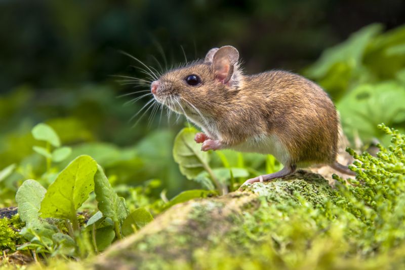 Sie sehen eine Bild mit einer Waldmaus - Wilde Waldmaus ruht auf der Wurzel eines Baumes auf dem Waldboden mit üppiger grüner Vegetation -  Foto: © CreativeNature_nl - Stock photo ID:492696926