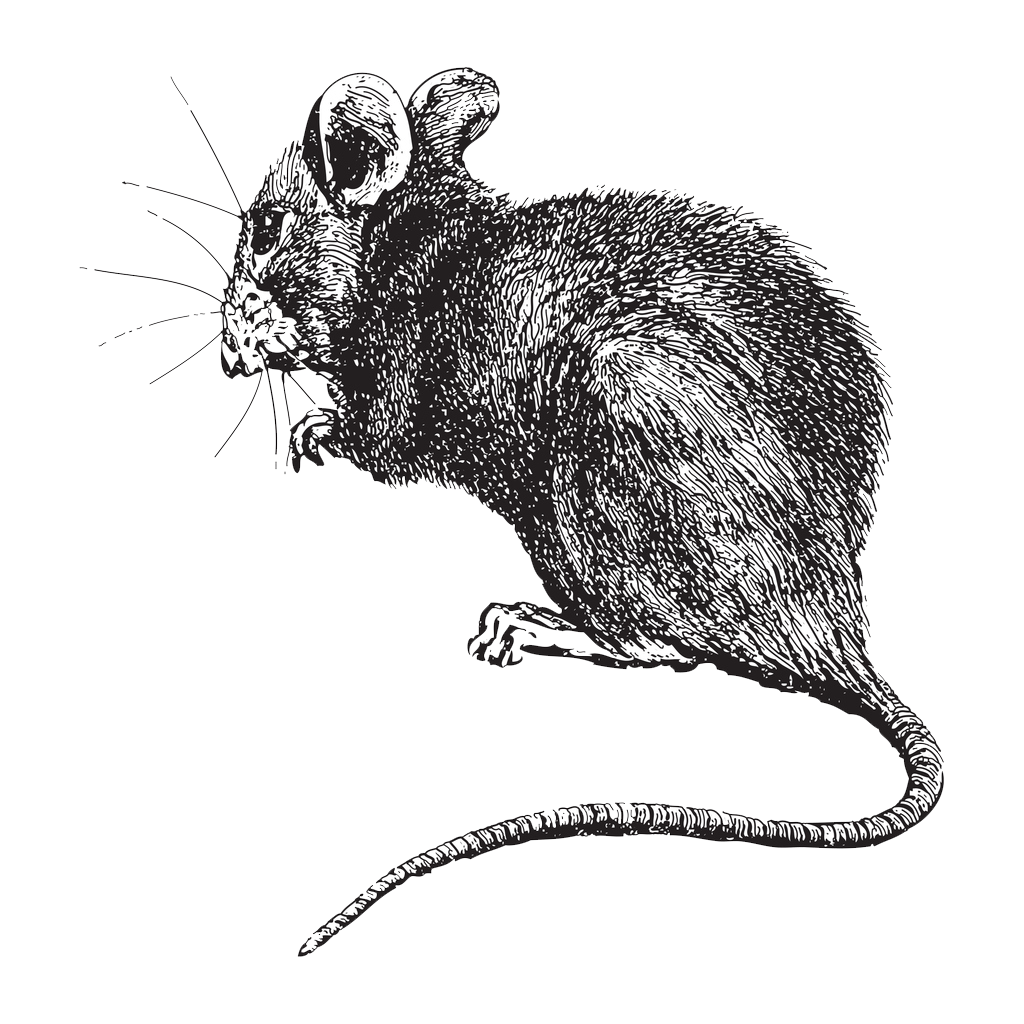 Sie sehen ein Bild mit einer Maus - Abbildung aus Meyers Konversations-Lexikon 1897 - Foto: © Hein Nouwens - Stock illustration ID:1363587851