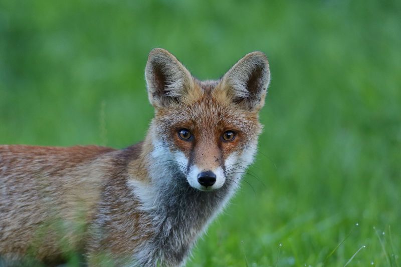 Sie sehen ein Bild mit einem Fuchs - Foto: © Bernhard Huber