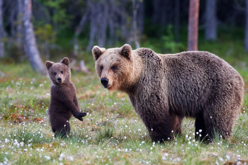 Sie sehen ein Bild von einem Braunbär - Braunbärjunges steht und ihre Mutter naht stockfoto Foto: © Credit:LuCaAr  –Stock photo ID:535421626