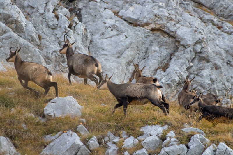 Sie sehen ein Bild von einem Gamsrudel. Wildtiere im Bohinj-Tal in Slowenien gefangen stockfoto Foto: © cowii – Stock photo ID:1194876391