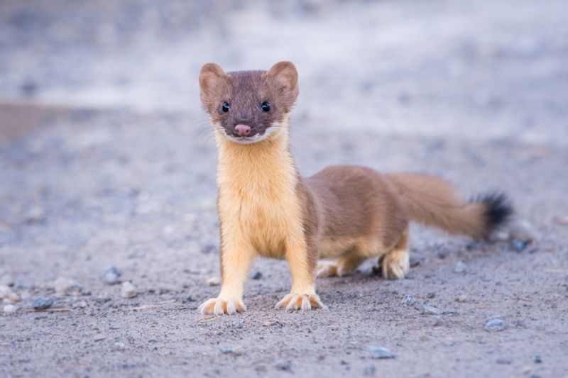 Sie sehen ein Bild von einem Mauswiesel - Wiesel stockfoto Foto: © Jillian Cooper – Stock photo ID:842004582