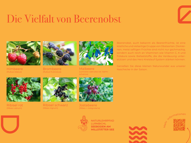 Sie sehen die Tafel mit allen Informationen zum Beerenobst. Der QR- Code führt vom Lehrpfad auf diese Seite um alle Informationen zu erhalten.