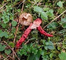 Ein Pilz der in roter Farbe leuchtet mann könnte diesen im Freien mit einer Blume verwechseln.