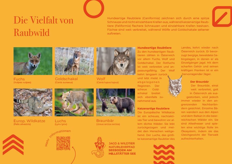 Sie sehen die Tafel mit allen Informationen zu Raubwild. Der QR- Code führt vom Lehrpfad auf diese Seite um alle Informationen zu erhalten.