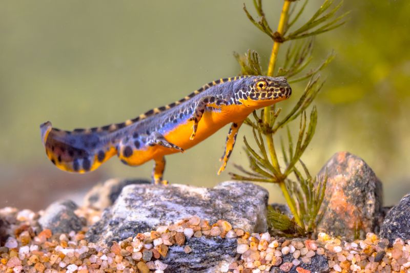 Sie sehen ein Bild von einem Teichmolch - Bergmolch (Ichthyosaura alpestris), ein farbenfrohes männliches Wasseramphibium, das im Süßwasserlebensraum eines Teichs schwimmt. Unterwasser-Tierweltszene in der Natur Europas. Niederlande. Foto: © CreativeNature_nl Stock photo ID:1347771210