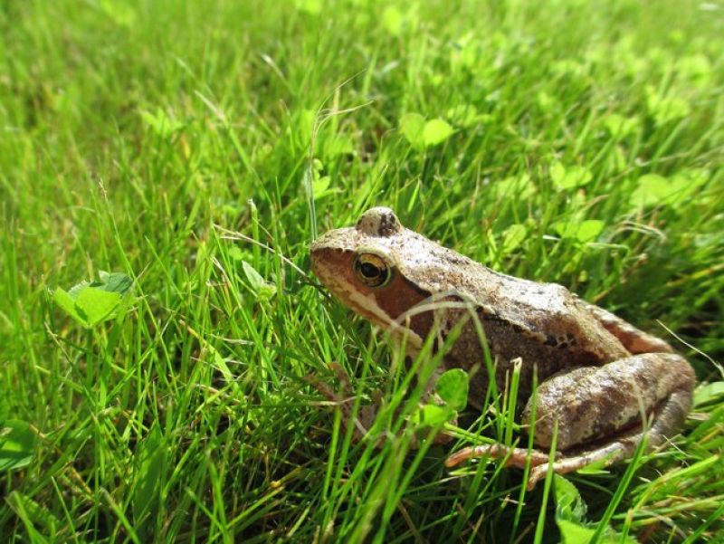 Ein hell bis dunkelbraun getiegerter Frosch sitz in der Wiese. 
