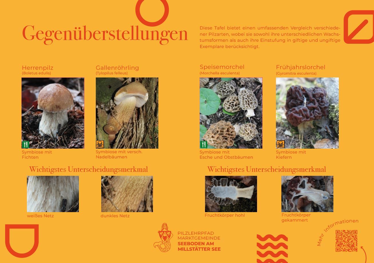 Sie sehen die Tafel mit allen Informationen zu der Gegenüberstellung von Herrenpilz - Gallenröhrling und Speisemorchel - Frühjahrslorchel