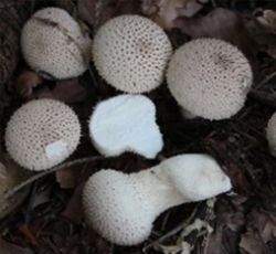 Helle fast weiße Pilze die nach untern hin flaschenförmig zusammen gehen.