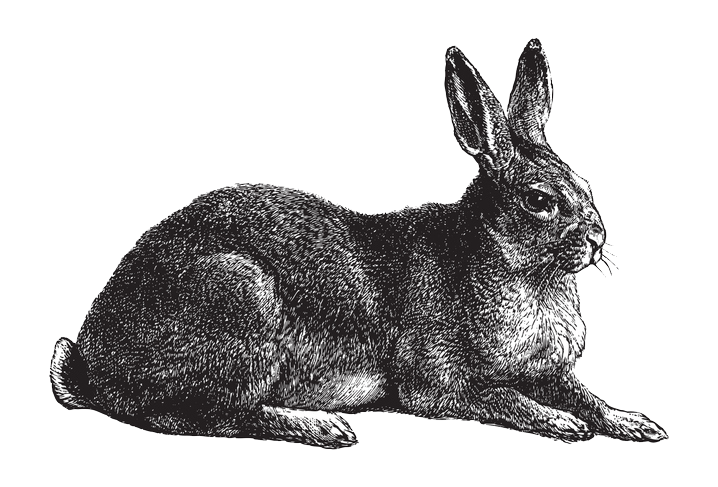 Sie sehen ein Bild mit einem Hasen - Vintage gravierte Illustration isoliert auf weißem Hintergrund - Kaninchen - Foto: © Hein Nouwens -  Stock illustration ID:1366009805