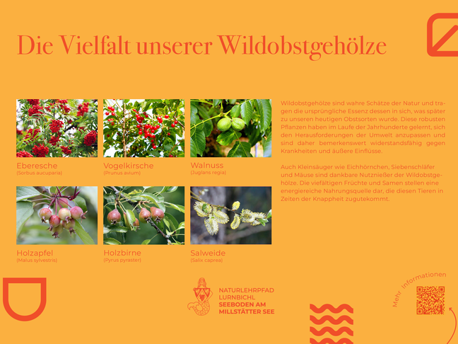 Sie sehen die Tafel mit allen Informationen zu Wildobstgehölze. Der QR- Code führt vom Lehrpfad auf diese Seite um alle Informationen zu erhalten.