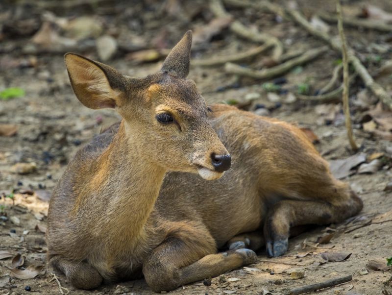 Sie sehen ein Bild mit einem Kalb - Bild eines Hirsches auf Naturhintergrund. Foto: © yod67 - Stock photo ID:664106938
