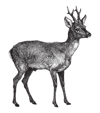 Sie sehen ein Bild mit einem Reh- Vintage gravierte Illustration isoliert auf weißem Hintergrund - Europäisches Reh (Capreolus capreolus) -Credit:Hein Nouwens Stock illustration ID:1366013080