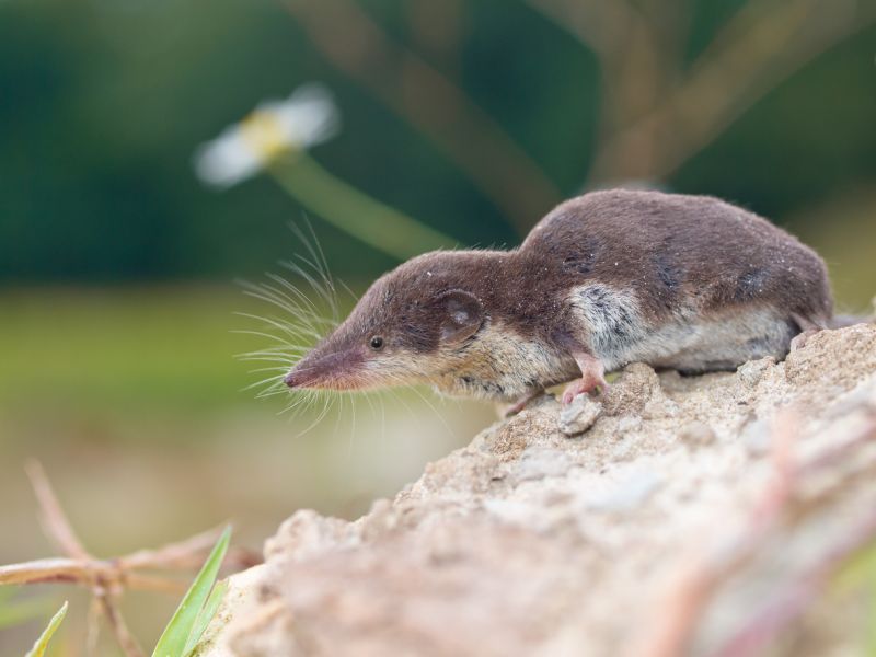 Sie sehen ein Bild mit einer Spitzmaus- Die lokal gefährdete Zweifarbspitzmaus in ihrem natürlichen Lebensraum Foto: © CreativeNature_nl -Stock photo ID:492697014
