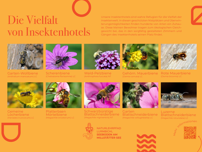 Sie sehen die Tafel mit allen Informationen zu Bienen im Insektenhotel. Der QR- Code führt vom Lehrpfad auf diese Seite um alle Informationen zu erhalten.