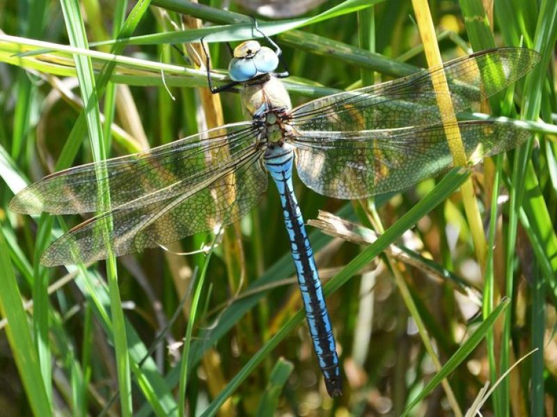 Eine große blaue Libelle mit 4 langen Flügeln und großen blauen Balonartigen Augen sitz im Schilf. 