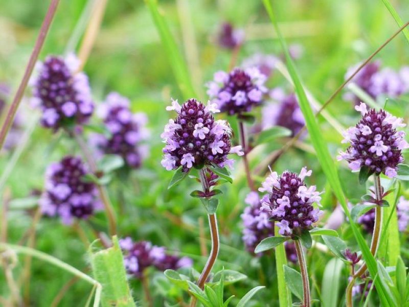Der wilde Thymian hat lila farbene blütenblätter die an einer Dolde wachsen. Der Blütenstand ist dunkelviolett.