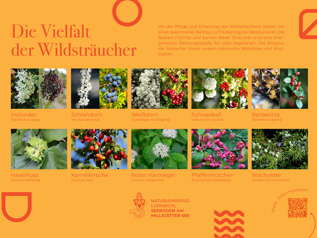 Sie sehen die Tafel mit allen Informationen zu Wildsträucher. Der QR- Code führt vom Lehrpfad auf diese Seite um alle Informationen zu erhalten.