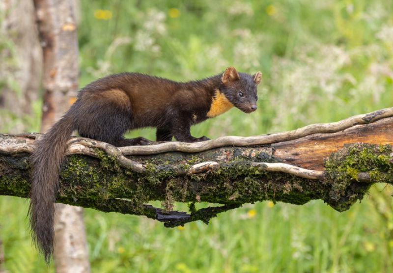 Sie sehen ein Bild mit einem Baummarder - Baummarder [Martes martes] Foto: © David O'Brien - Stock photo ID:1569704305