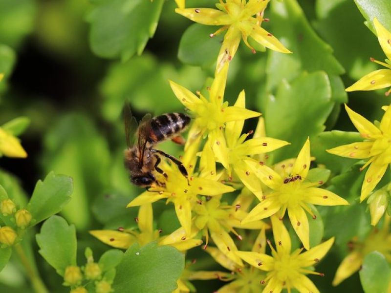 der mauerpfeffer hat auffällig gelbe spitze Blütenblätter. Eine Bienen sitzt auf der Blüte. 