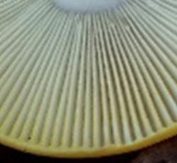 Die Unterseite von einem Pilz - er hat viele längliche Streben welche eine Hutunterseite mit Lammellen darstellt.