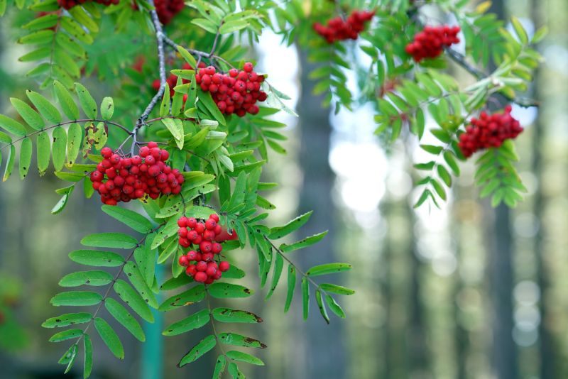 Sie sehen ein Bild mit einer Eberesche - Spanische Eberesche mit ihren kleinen roten Früchten - Foto: © Jekaterina Voronina - Stock photo ID:1285663307