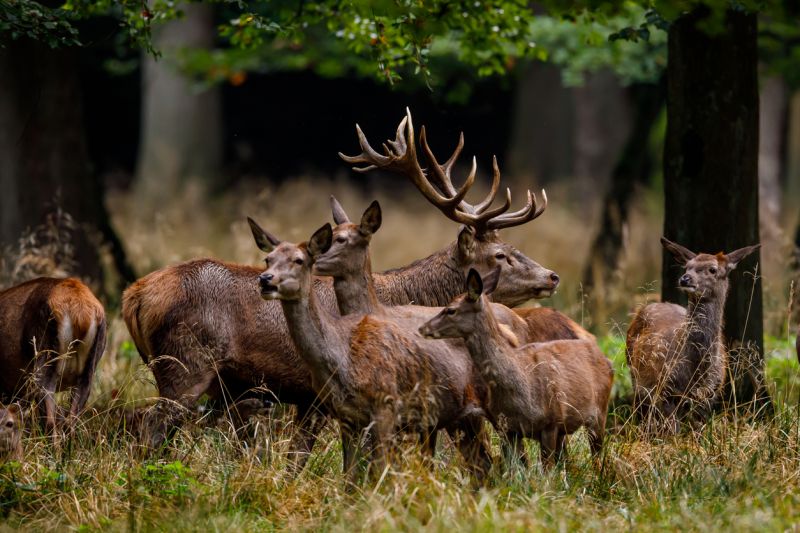 Sie sehen ein Bild mit einem Rudel - Hirschkühe in der Brunftzeit im Wald stockfoto.  Foto: ©heckepics - Stock photo ID:1282644854