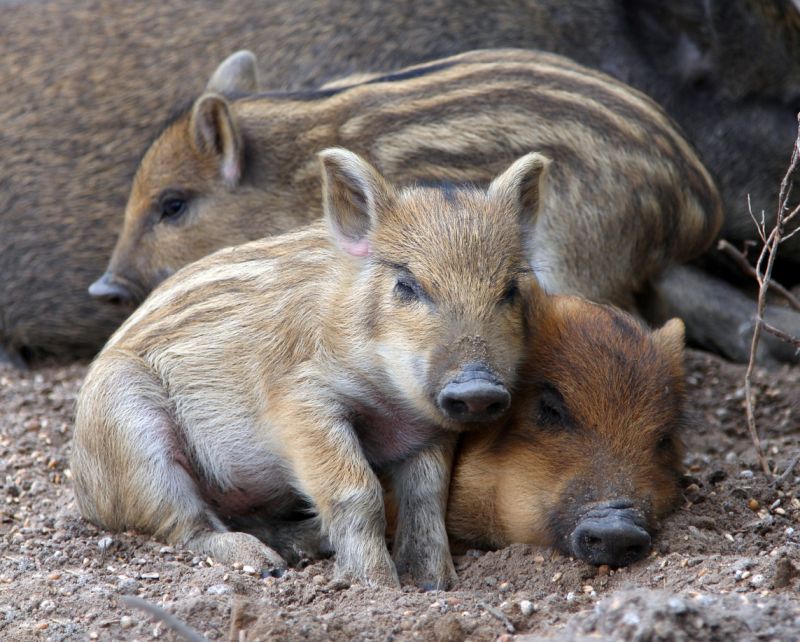 Sie sehen ein Bild mit Frischlingen- Nahaufnahme wilder Ferkel, die auf dem Boden schlafen - Foto: © katoosha - Stock photo ID:459286945