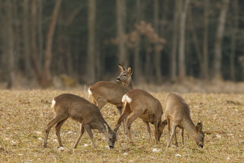 Sie sehen ein Bild mit mehreren Rehen - Kleine Herde weiblicher Rehe stockfoto.  Foto: ©Neil_Burton Stock photo ID:167248979