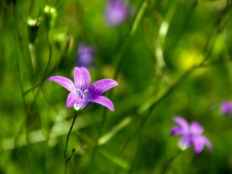 Sie sehen ein Bild einer Glockenblume - Die Blüten sind fein und Glockenförmig in lila. 
