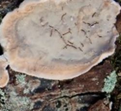 Ein Pilz der auf einem Baum wächst dessen Oberfläche ganz glatt ist.
